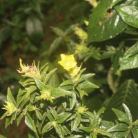 Strobilanthes crispa (L.) Blume